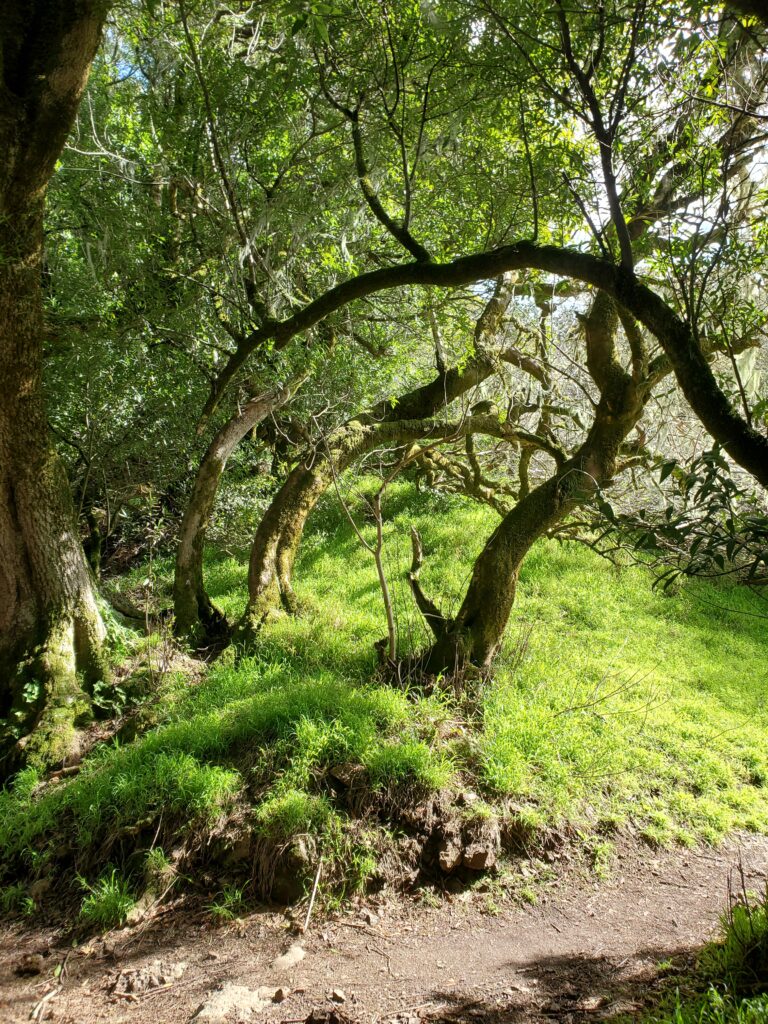 Bent trees