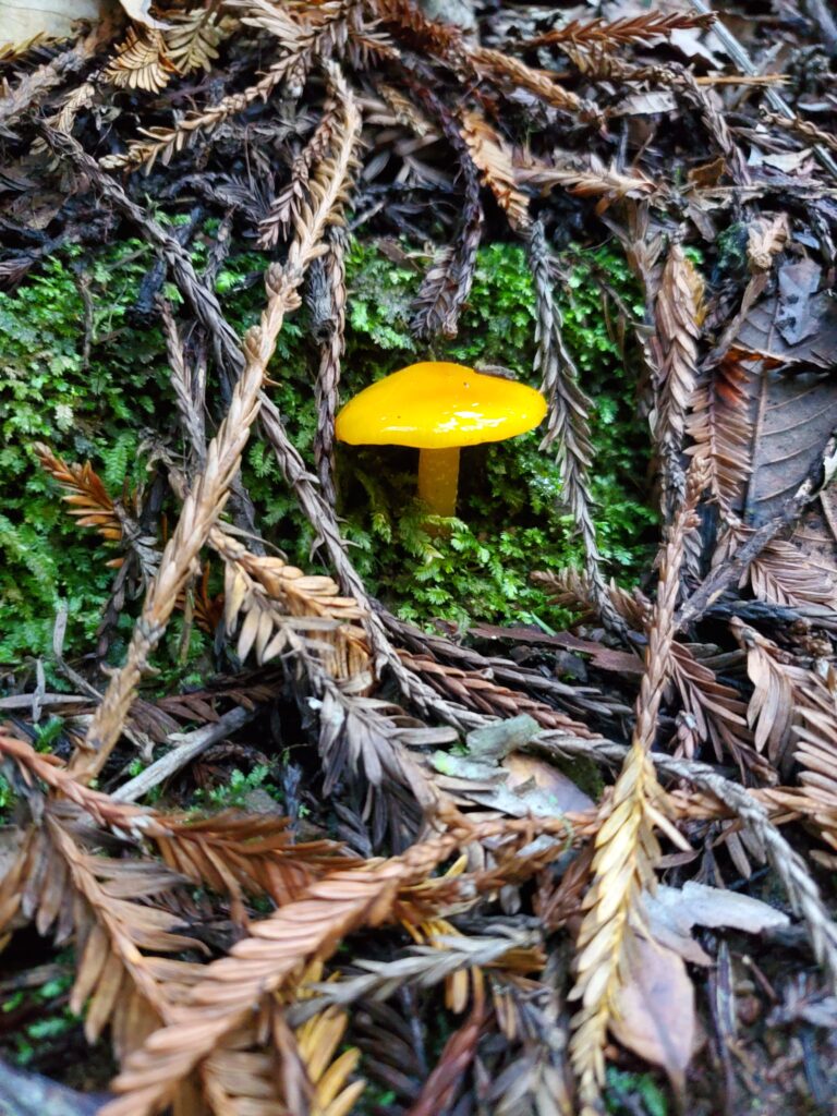 Small butterscotch colored mushroom in moss