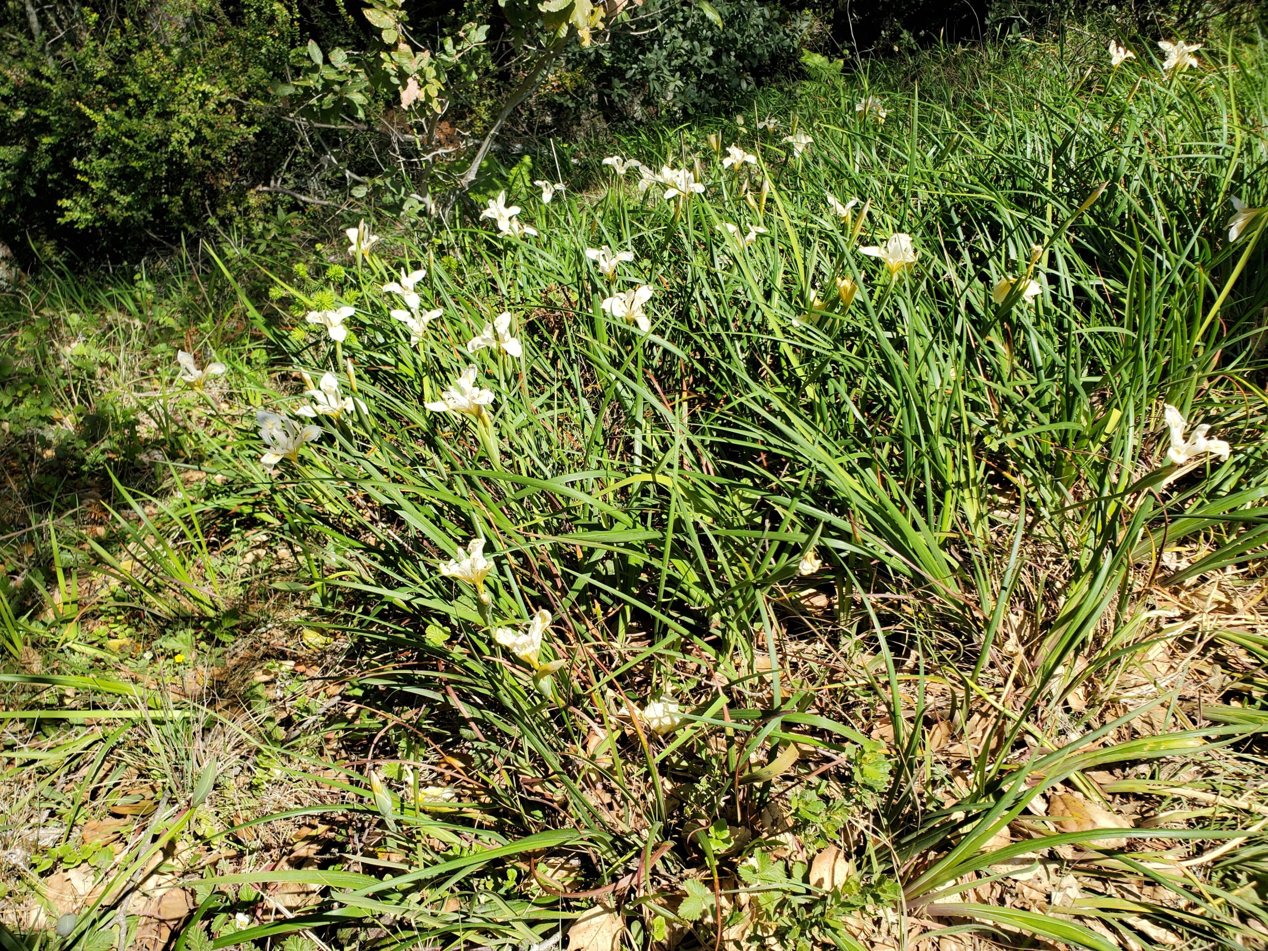 Field of Lilies